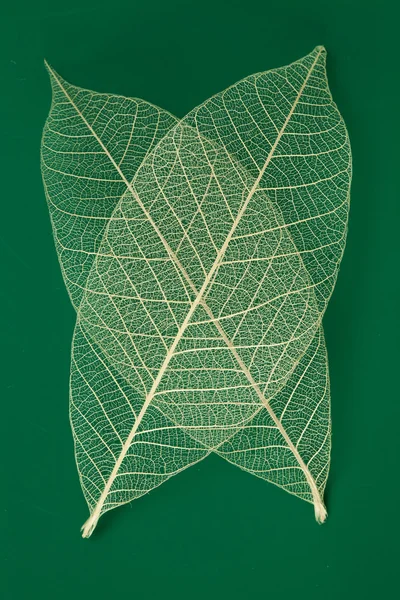 Dry transparent leaf — Stock Photo, Image