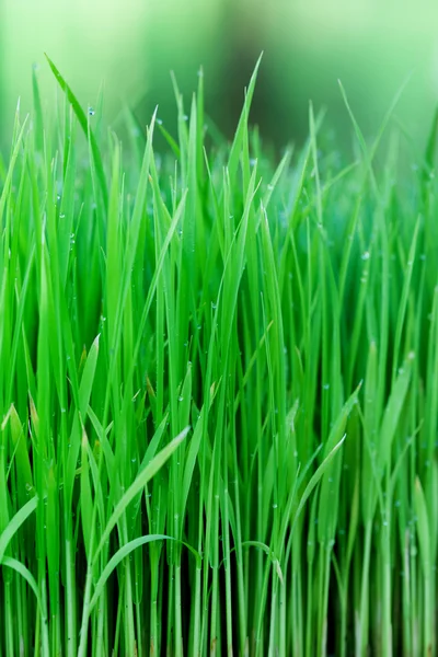 Jovem planta paddy verde fundo adequado — Fotografia de Stock