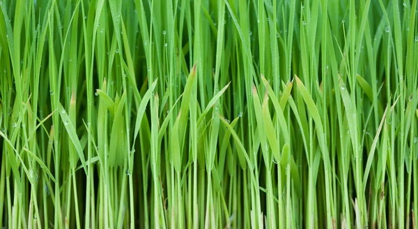 年轻的绿色水稻种植合适的背景 — 图库照片