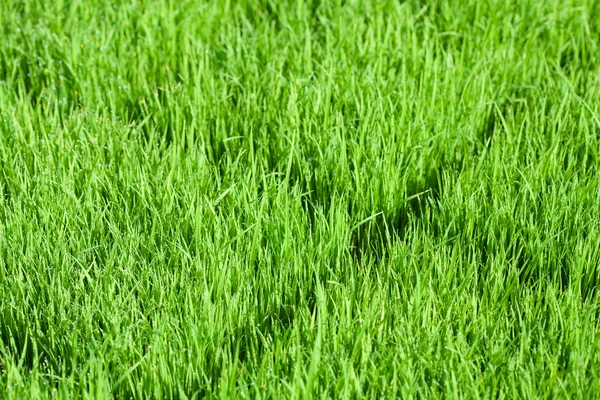 Jovem planta paddy verde fundo adequado — Fotografia de Stock