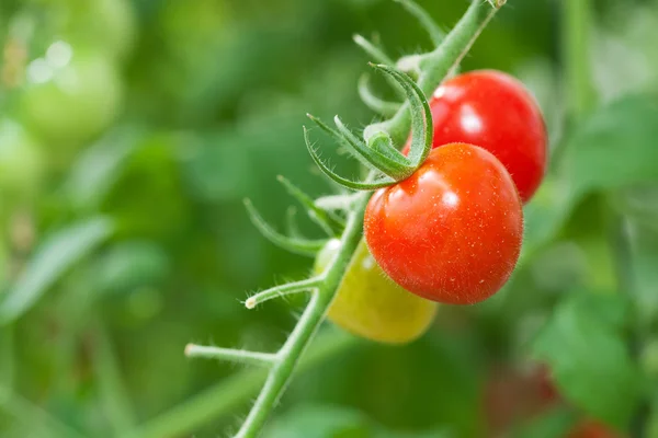 Červené rajče na rostlině — Stock fotografie