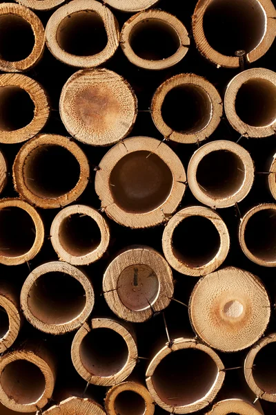 Sekcja bambusa — Zdjęcie stockowe