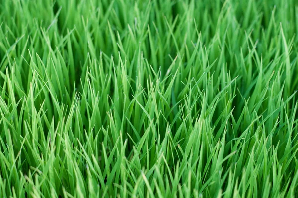 Young green paddy plant suitable background — Stock Photo, Image