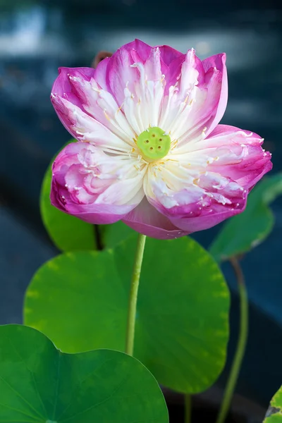 Details van water lily met bloem — Stockfoto