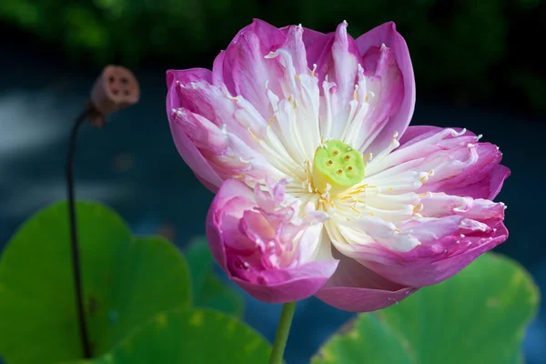 Részletek vízi liliom virág — Stock Fotó