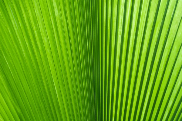 Зелений лист пальмового дерева — стокове фото