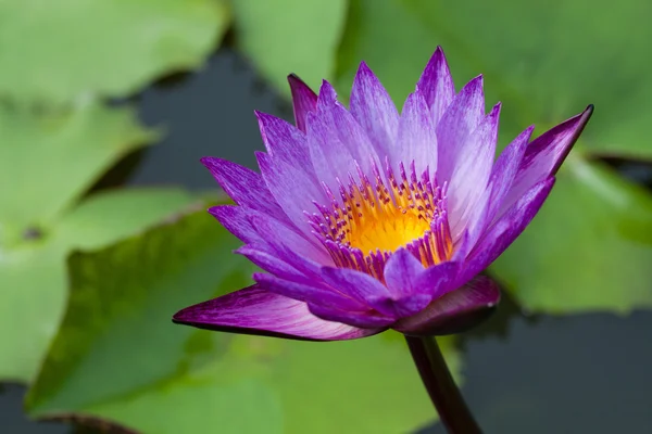 Details van water lily met bloem — Stockfoto
