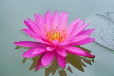 pembe lotus