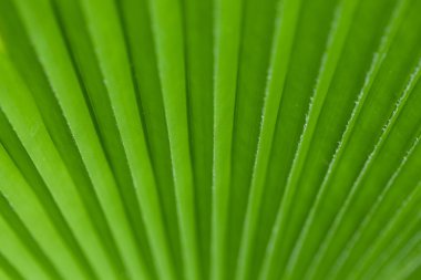 hoja del árbol de palma verde como fondo