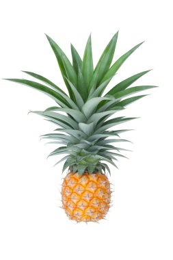 taze ananas