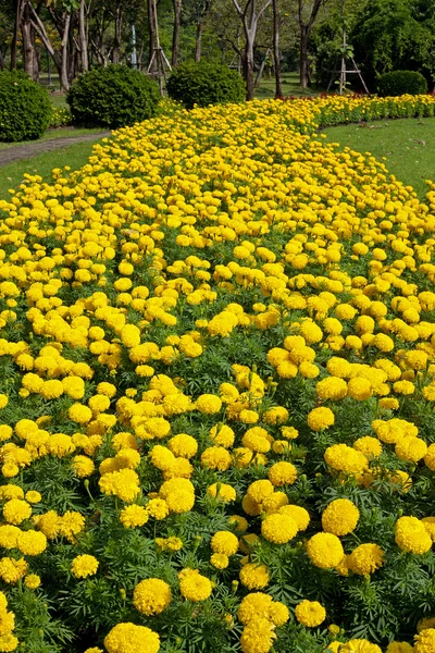 Marigold Çiçek Bahçesi — Stok fotoğraf