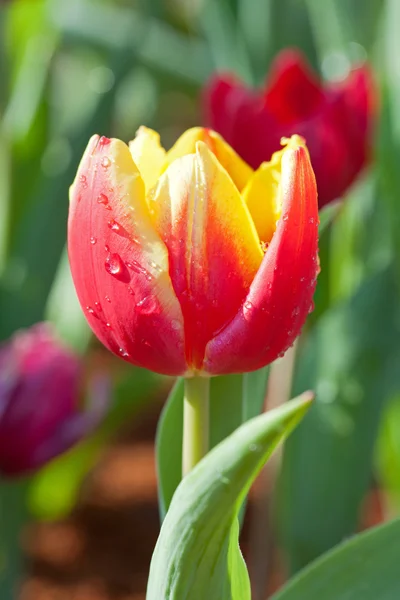 Yellow-red tulips — Stock Photo, Image