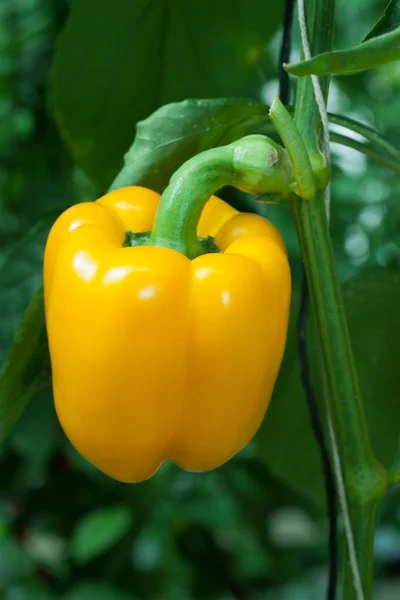 stock image Yellow paprika