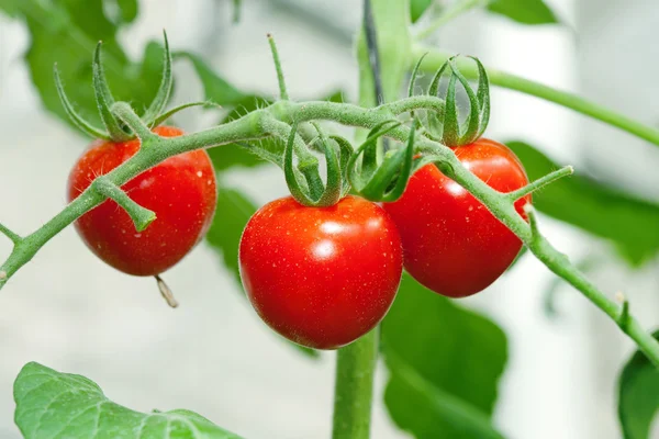 Červené rajče na rostlině — Stock fotografie