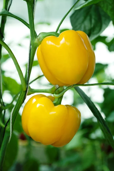 Yellow paprika — Stock Photo, Image