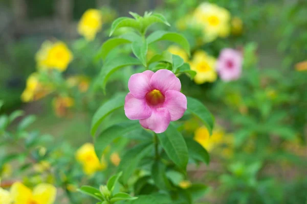 Allamanda kwiaty — Zdjęcie stockowe