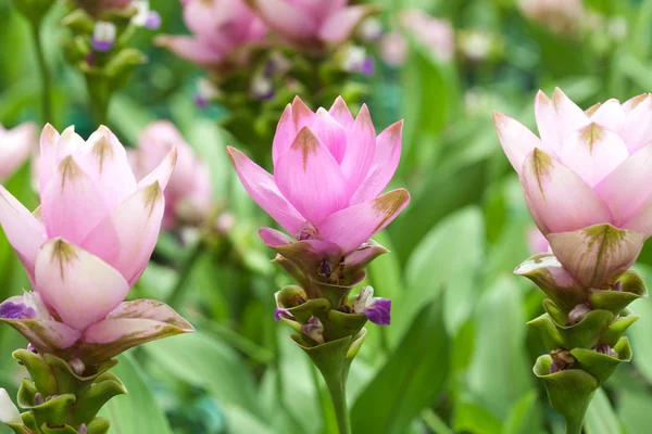 Pink field of Siam tulip — Stock Photo, Image