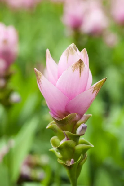 Roze veld voor siam tulip — Stockfoto