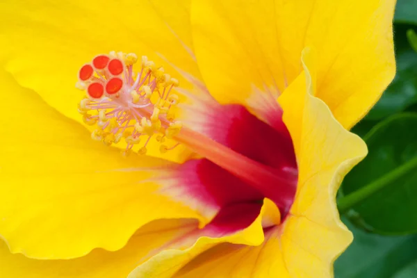 Hibiscus amarillo —  Fotos de Stock