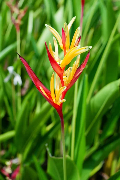 Wild tropical flower — Stock Photo, Image