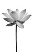 Lotus v černé a bílé