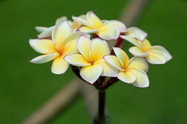 Plumeria çiçekler