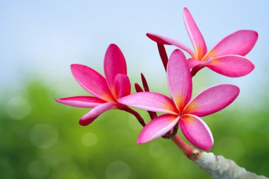 Plumeria flowers clipart