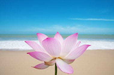 Lotus blossom on beach clipart