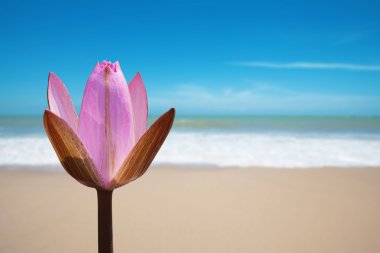 Pink lotus on beach clipart