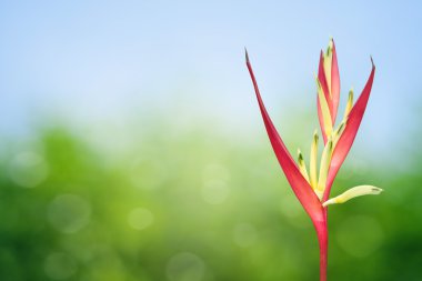 tropikal heliconia