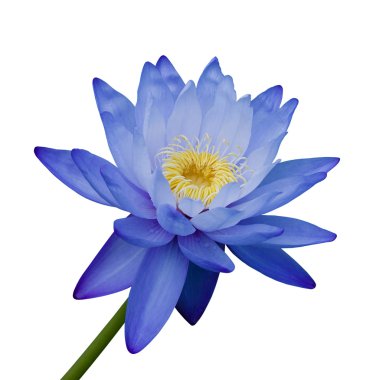 Blue Waterlily clipart