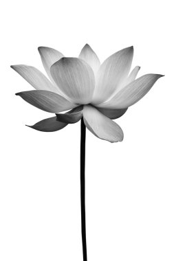 Lotus in black and white clipart