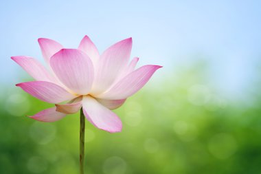 Lotus çiçeği