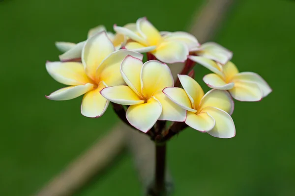 Plumeria flores — Fotografia de Stock
