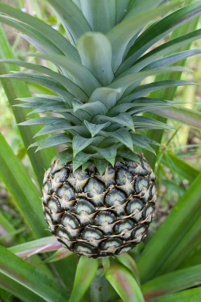 Pineapple plant — Stock Photo, Image