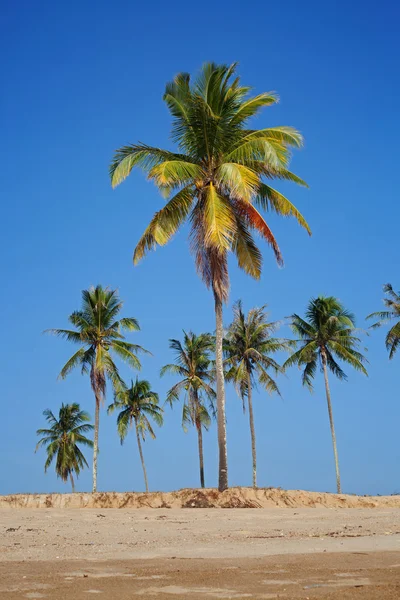 Tropikalny piaszczystej plaży z palmami kokosowymi — Zdjęcie stockowe