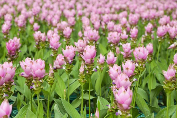 Sziámi tulipán virág — Stock Fotó