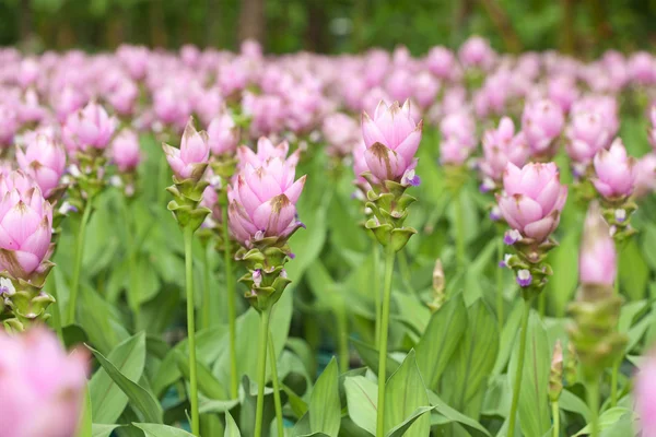 Siam tulipán — Stock fotografie