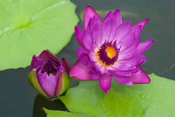 紫色荷花 — 图库照片