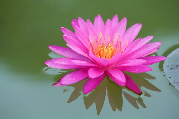 Nahaufnahme von rosa Lotus — Stockfoto