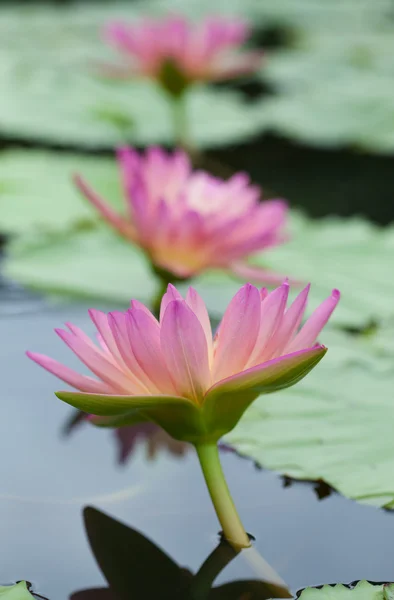 Lotusblüte im Teich — Stockfoto