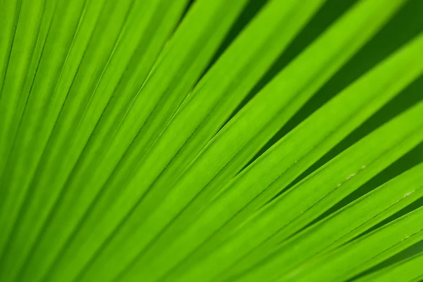 녹색 야 자 나무 잎 — 스톡 사진