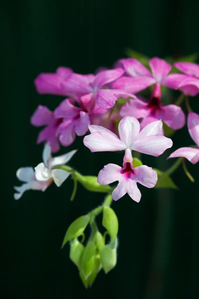 Primer plano de orquídeas — Foto de Stock