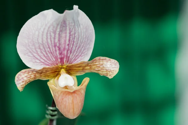 Крупним планом орхідей — стокове фото
