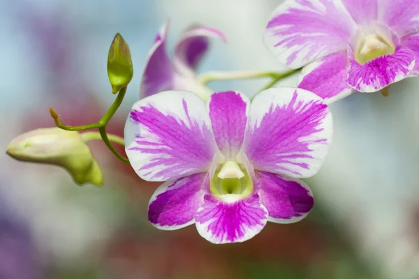 Orquídeas roxas — Fotografia de Stock