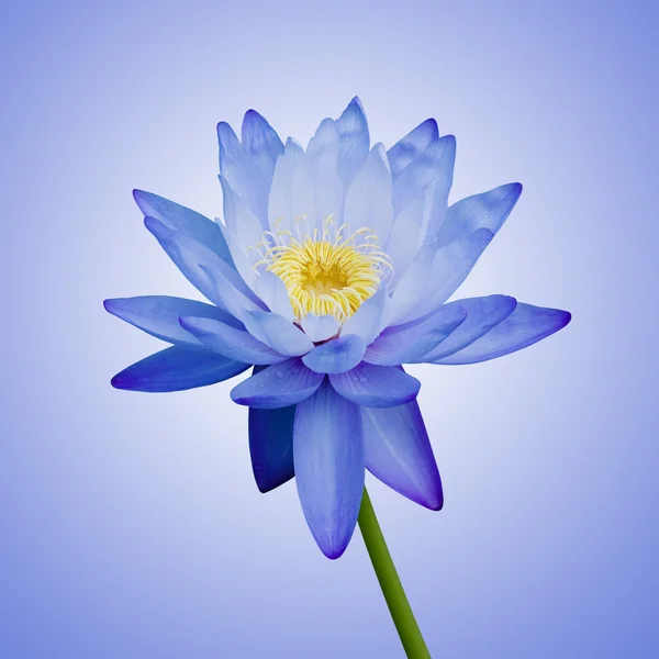 Niebieski Lotos — Zdjęcie stockowe