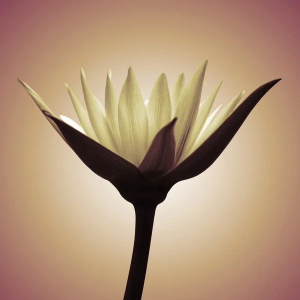 Streszczenie Lotus — Zdjęcie stockowe