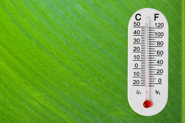 Thermometer on green leaf — Stock Photo, Image