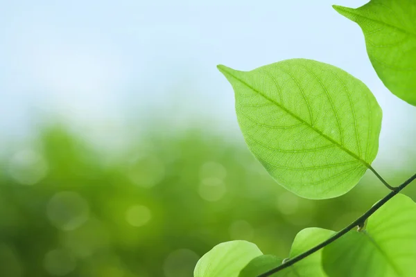 stock image Green leaves