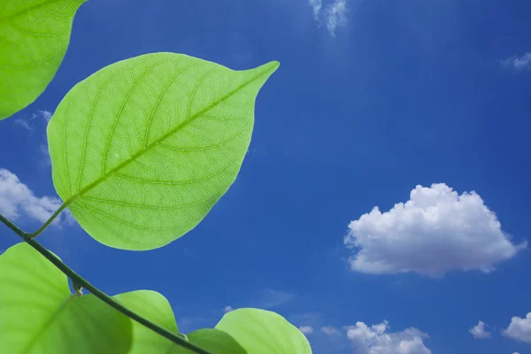 Gröna blad — Stockfoto